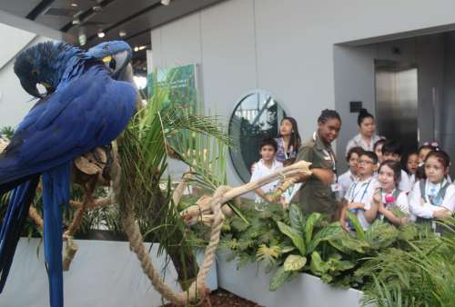 Macaw